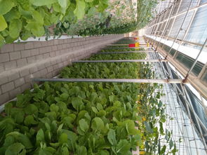 816平方米矩式鳥巢型霧培蔬菜工廠設計 推動綠色蔬菜與芽苗菜產(chǎn)業(yè)化發(fā)展