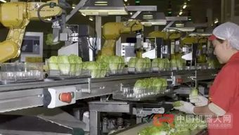 68臺工業(yè)機器人日處理55萬棵蔬菜，傳統(tǒng)蔬菜工人面臨轉型挑戰(zhàn)