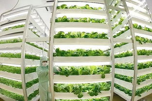 魚菜共生 養(yǎng)魚不換水、種菜不施肥的生態(tài)農(nóng)業(yè)新模式