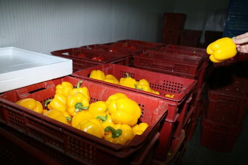 持續(xù)嚴寒中的上海果蔬大棚 果菜葉菜豐收忙，苗木茁壯成長