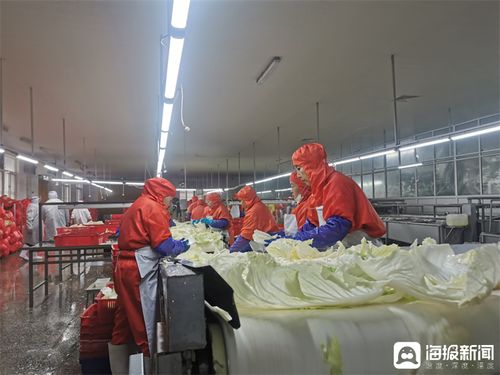 膠州大白菜蹲點記 從田間農(nóng)產(chǎn)品到知名品牌的華麗轉身