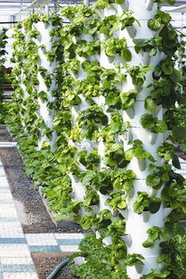 都市菜園 工廠化生產優(yōu)質無公害蔬菜