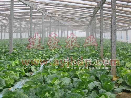 復合材料蔬菜大棚骨架 引領現代農業(yè)設施升級